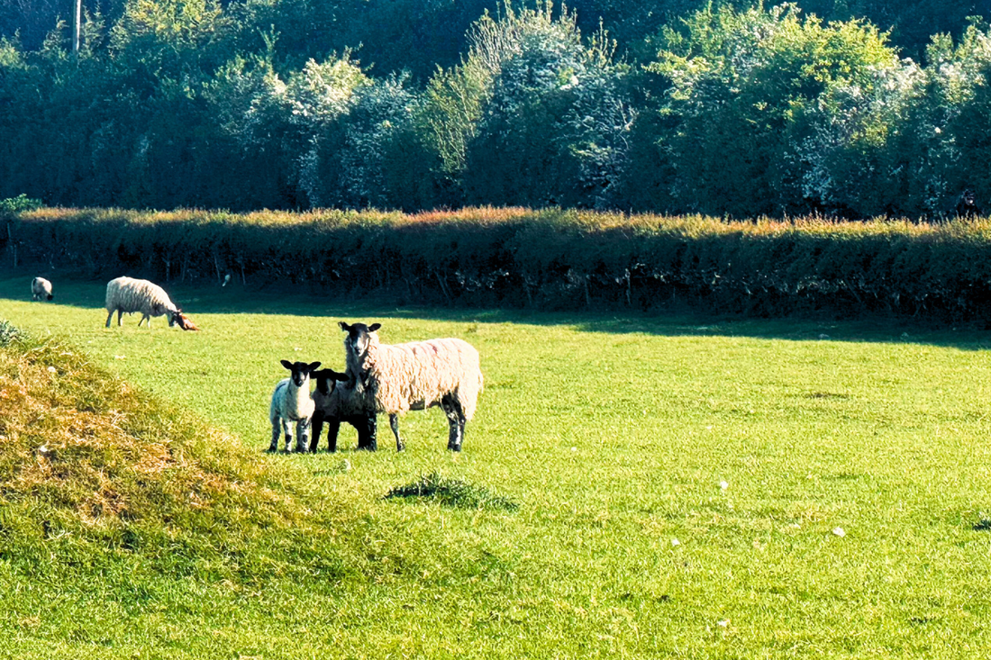 From By-Product to Beautiful, The Story Behind Our Sheepskin