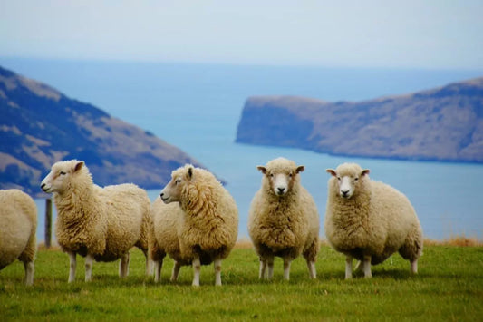 The History of Sheepskin: From Traditional Use to Modern Luxury