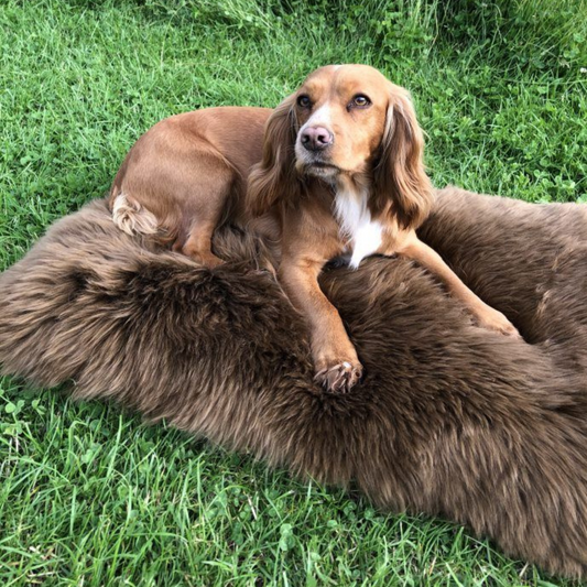 Luxury Sheepskin Pet Bed