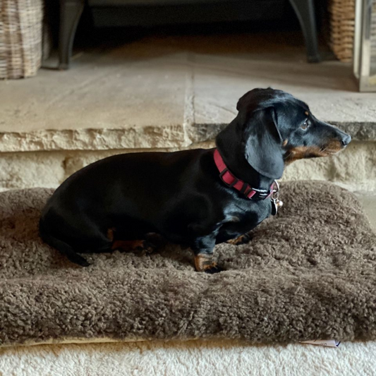 Curly Wool Sheepskin Pet Bed