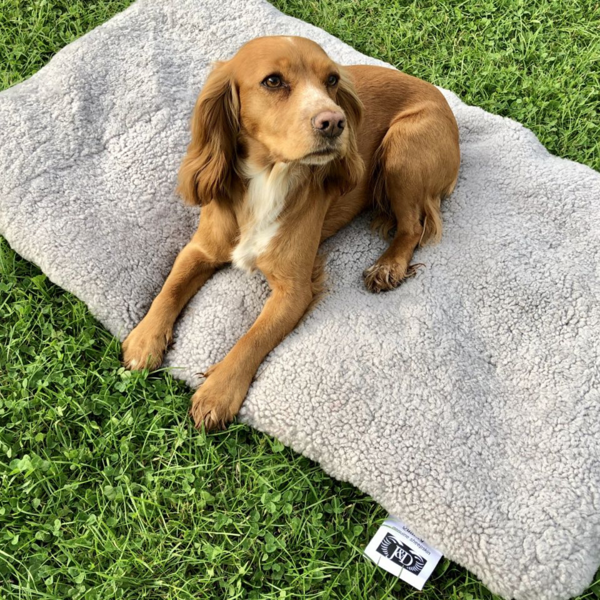 Curly Wool Sheepskin Pet Bed